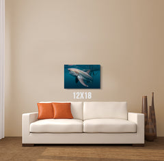 Shark Canvas