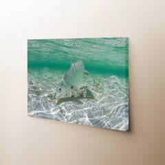 Bonefish Canvas