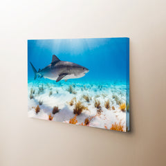 Sunlight Shark Canvas