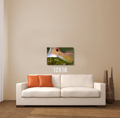 Fish Tail Canvas