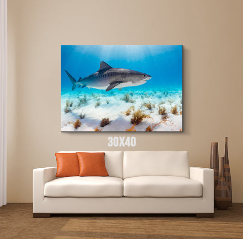 Sunlight Shark Canvas