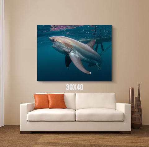 Shark Canvas