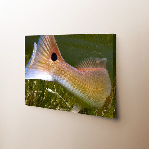 Fish Tail Canvas